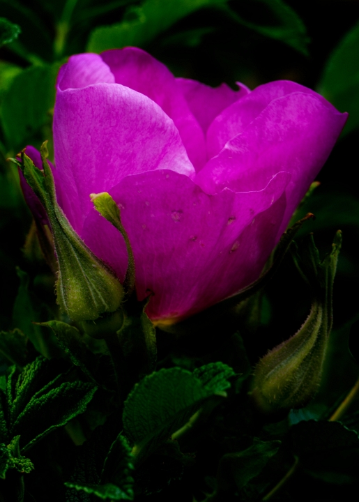 Rosa nutkana, Nutka Rose.jpg